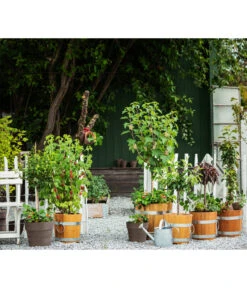 Küferei Kardos Robinienkübel, Rund -Elho Aussenbereich Geschaft 1709096 1709401 1709443 1709732 1709807 1710037 WE MO 002 Robinienkuebelrund