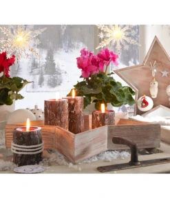 Alpenveilchen, Gefranst -Elho Aussenbereich Geschaft 20150914 WE MO 023 Weihnachtsshooting 2015