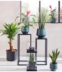 Bogenhanf - Sansevieria Cylindrica 'Mikado' -Elho Aussenbereich Geschaft 20180515 PR MO 001 AechmeaSansevieriaBL15