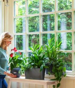 LECHUZA® Kasten DELTA, All-in-One-Set -Elho Aussenbereich Geschaft 2418598 WE MO 001 DeltaAnthrazitPruoColor 2427508 5496443