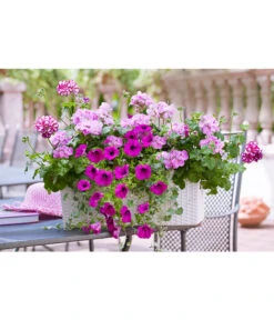 Dehner Kunststoff-Flechtkasten Dallas, Rechteckig -Elho Aussenbereich Geschaft 2889723 2889822 WE MO 008 DehnerKunststoffFlechtkastenweissBlumentopfBlumenkasten