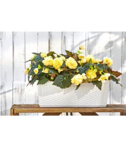 Dehner Kunststoff-Flechtkasten Dallas, Rechteckig -Elho Aussenbereich Geschaft 2889723 WE MO 001 DehnerKunststoffFlechtkastenWeissBlumenkasten