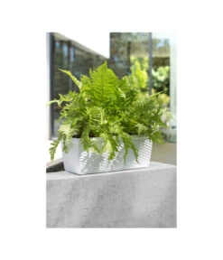 Dehner Kunststoff-Flechtkasten Dallas, Rechteckig -Elho Aussenbereich Geschaft 2889723 WE MO 002 DehnerKunststoffFlechtkastenWeissBlumenkasten