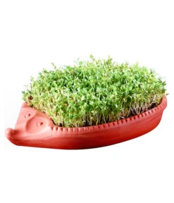Römertopf Kresseigel Mit Kresse-Saatgut -Elho Aussenbereich Geschaft 349993 BildM 001 RoemertopfKresseigelMitKresseSaatgutKresseIgel1SamenTerra