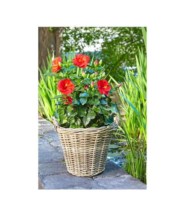 Van Der Leeden Rattan-Korb Mit Henkeln, Rund, Grau-braun 7 Van Der Leeden Rattan-Korb Mit Henkeln, Rund, Grau-braun – Bild 5