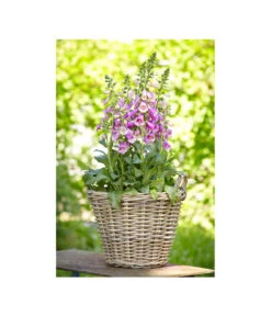 Van Der Leeden Rattan-Korb Mit Henkeln, Rund, Grau-braun 19 Van Der Leeden Rattan-Korb Mit Henkeln, Rund, Grau-braun -Elho Aussenbereich Geschaft 3679602 3679727 3679735 WE MO 011 RattanKorbmitHenkelngraubraunBlumentopf