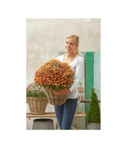 Van Der Leeden Rattan-Korb Mit Henkeln, Rund, Grau-braun 20 Van Der Leeden Rattan-Korb Mit Henkeln, Rund, Grau-braun -Elho Aussenbereich Geschaft 3679602 3679727 3679735 WE MO 013 RattanKorbmitHenkelnrundgraubraun