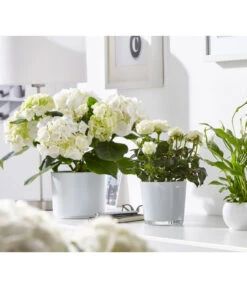 Dehner Glas-Übertopf Conner, Rund 9 Dehner Glas-Übertopf Conner, Rund -Elho Aussenbereich Geschaft 3816527 WE MO 001 GlasTopfConnerWeissFotoshootingUveSauerFebruar2016