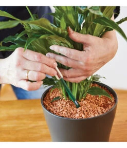 Seramis Gießanzeiger -Elho Aussenbereich Geschaft 394684 WE MO 002 SeramisGiessanzeiger 394692