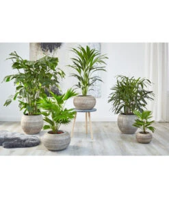 Fischschwanzpalme - Caryota Mitis -Elho Aussenbereich Geschaft 4023768 PR MO 001 TopfNewLookPalmen