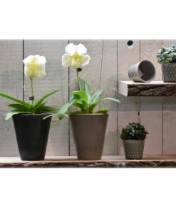 Dehner Keramik-Übertopf Elliot, Konisch, Ca. Ø14 Cm 7 Dehner Keramik-Übertopf Elliot, Konisch, Ca. Ø14 Cm -Elho Aussenbereich Geschaft 4103321 PR MO 001 4103313 4057022 OrchideentopfElliotTaupeGranitTopfLisaMiniGruen