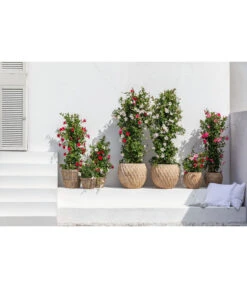 Dehner Terrakotta-Topf Imperia, Rund, Antik-terrakotta -Elho Aussenbereich Geschaft 4272639 4272670 WE MO 005 DehnerTerrakottaTopf