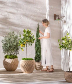 Dehner Terrakotta-Topf Imperia, Rund, Antik-terrakotta -Elho Aussenbereich Geschaft 4272639 4272670 WE MO 006 DehnerTerrakottaTopf