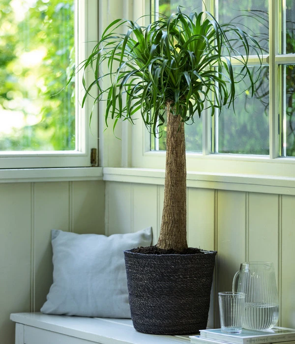 Elefantenfuß, In Seegras-Korb 4 Elefantenfuß, In Seegras-Korb – Bild 2