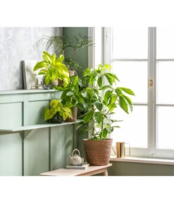 Elho Aussenbereich Geschaft -Elho Aussenbereich Geschaft 4440384 8527335 4440293 4082301 4082210 WE MO 001 ScheffleraAmateBuschKorbSeaTopfLinn