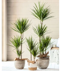 Dehner Seegras-Korb Ida, Rund 8 Dehner Seegras-Korb Ida, Rund -Elho Aussenbereich Geschaft 4452520 8221749 8510695 8221368 WE MO 001 DracaenaTopfLanaBraunKorbIda2021GC02