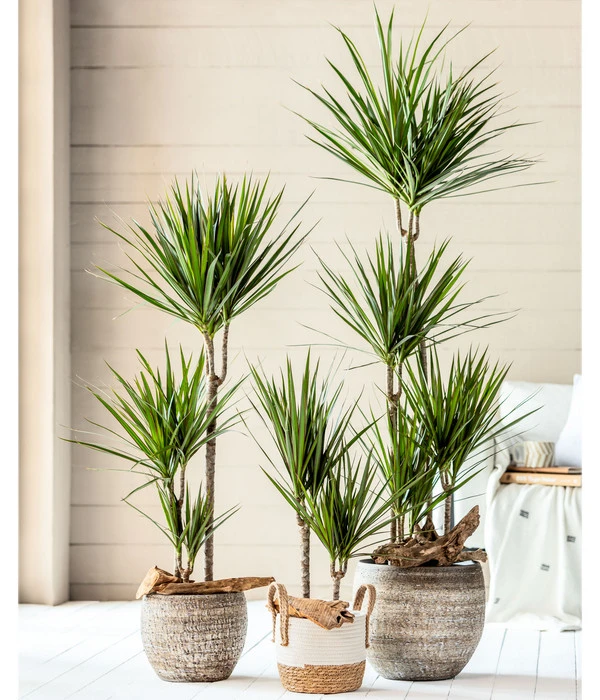 Dehner Seegras-Korb Ida, Rund 5 Dehner Seegras-Korb Ida, Rund – Bild 3