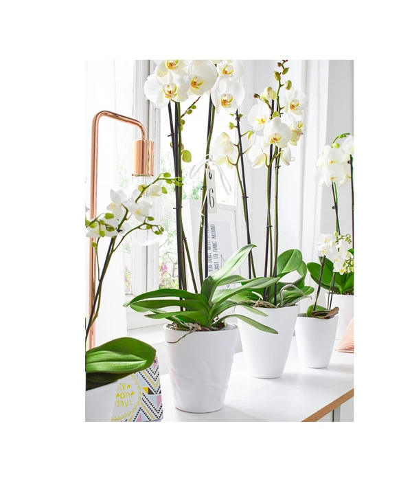 Dehner Keramik-Übertopf Stone, Konisch, Weiß, Ca. Ø14 Cm 5 Dehner Keramik-Übertopf Stone, Konisch, Weiß, Ca. Ø14 Cm – Bild 3