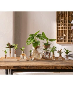 Waterplant Balsamapfel Im Kugelglas - Clusia Rosea 'Princess', Mit LED -Elho Aussenbereich Geschaft 6125066 WE MO 001 WaterPlants 1