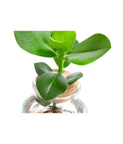 Waterplant Balsamapfel Im Kugelglas - Clusia Rosea 'Princess', Ca. 30 Cm 8 Waterplant Balsamapfel Im Kugelglas - Clusia Rosea 'Princess', Ca. 30 Cm -Elho Aussenbereich Geschaft 6125082 WE DE 001 WaterPlantsClusia12cm