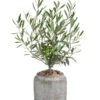Olive, Busch, In Keramik, Ca. Ø16/H40 Cm -Elho Aussenbereich Geschaft 6267488 WE FS 001 OleaEurop Busch40cmGrau