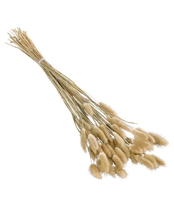 Trockenblumenbund Hasenschwanzgras, Natur 3 Trockenblumenbund Hasenschwanzgras, Natur