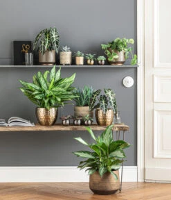 Dehner Metall-Übertopf Kody, Bauchig, Gold -Elho Aussenbereich Geschaft 6732952 WE MO 001 TopfNolaKodyGoldMathea 4450722