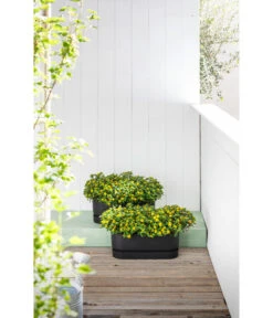 Elho Kunststoff-Topf Greenville, Ca. B20/B18/T49 Cm -Elho Aussenbereich Geschaft 6768964 WE MO 002 ElhoKunststoffTopfGreenville