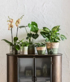 Schmetterlingsorchidee - Phalaenopsis Cultivars, Verschiedene Sorten -Elho Aussenbereich Geschaft 6842892 6735286 6842892 6842900 WE MO 001 KorbPhilGruen