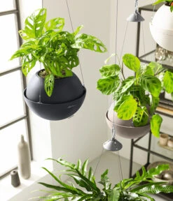 LECHUZA® BOLA Color, All-in-One Set 16 LECHUZA® BOLA Color, All-in-One Set -Elho Aussenbereich Geschaft 6938724 6938708 6938732 6938815 6938807 6938823 WE MO 004 BolaColor