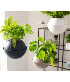 LECHUZA® BOLA Color, All-in-One Set 17 LECHUZA® BOLA Color, All-in-One Set -Elho Aussenbereich Geschaft 6938724 6938708 6938732 6938815 6938807 6938823 WE MO 005 BolaColor