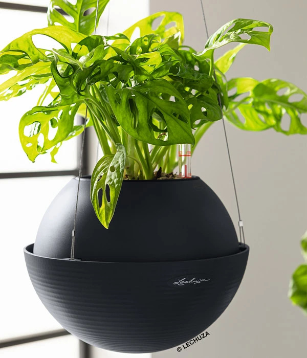 LECHUZA® BOLA Color, All-in-One Set 6 LECHUZA® BOLA Color, All-in-One Set – Bild 4