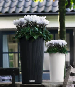 LECHUZA® CILINDRO Color, All-in-One Set -Elho Aussenbereich Geschaft 6963318 6963359 WE MO 02 CILINDROColorWeissAnthr