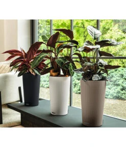 LECHUZA® CILINDRO Color, All-in-One Set -Elho Aussenbereich Geschaft 6963342 6963367 6963359 6963334 WE MO 19 CilindroColorWeissSandbraunAnthr