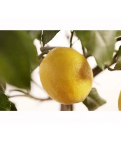 Meyer-Zitrone -Elho Aussenbereich Geschaft 7118417 PR DE 001 CitrusLemonMeyerStammT20DehnerExpressZS