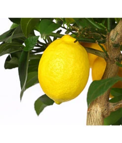 Meyer-Zitrone -Elho Aussenbereich Geschaft 7118417 WE DE 001 CitrusMeyeriT20DehnerExpressHerzig