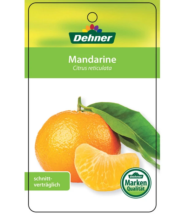 Mandarine 7 Mandarine – Bild 5
