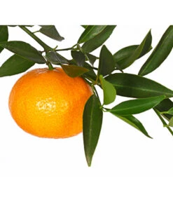 Mandarine 10 Mandarine -Elho Aussenbereich Geschaft 7120306 WE DE 001 CitrusReticulataT20DehnerExpressHerzig