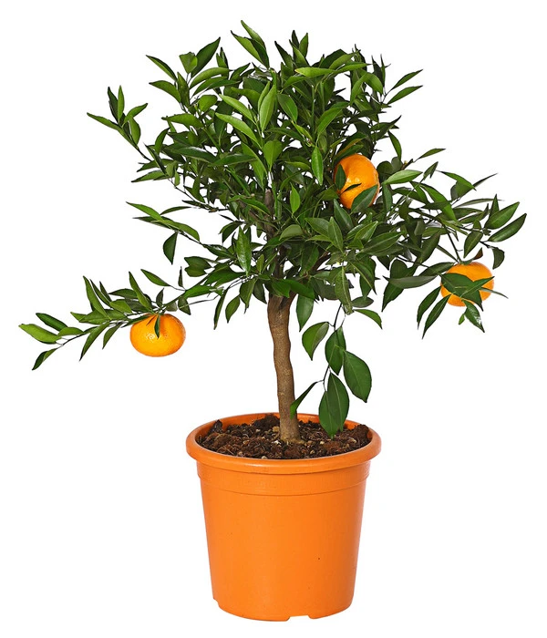 Mandarine 3 Mandarine