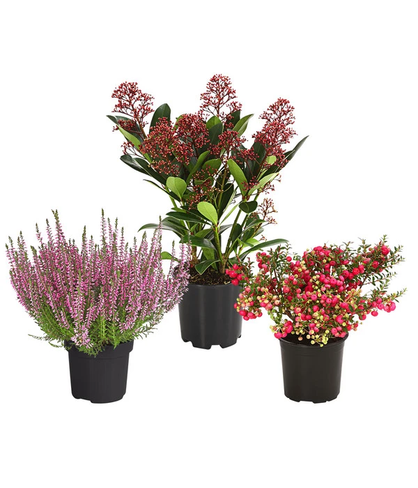 Grabpflanzen-Set Achtungsvoll, 3-teilig 3 Grabpflanzen-Set Achtungsvoll, 3-teilig