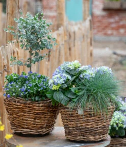 Eukalyptus, Stämmchen -Elho Aussenbereich Geschaft 7222003 WE MO 001 HortensienBlauBlaubluehendeStraeucher