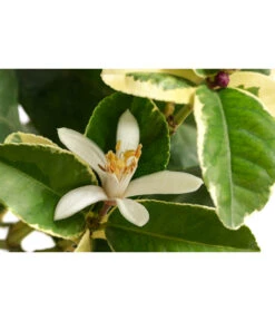 Weißbunte Zitrone 'Variegata' -Elho Aussenbereich Geschaft 7623051 WE DE 001 CitrusZitroneVariegataT20