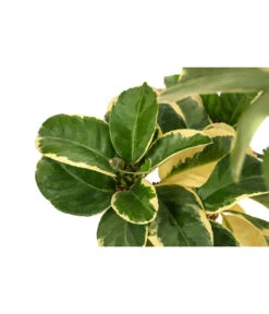 Weißbunte Zitrone 'Variegata' -Elho Aussenbereich Geschaft 7623051 WE DE 003 CitrusZitroneVariegataT20