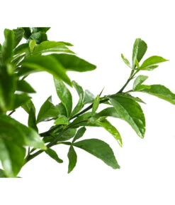 Winterharte Zitrone -Elho Aussenbereich Geschaft 7623069 WE DE 002 CitrusPoncirusWinterharteZitroneT20