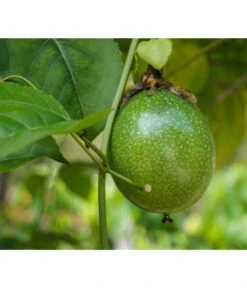 Passionsfrucht -Elho Aussenbereich Geschaft 7641327 WE DE 001 PassifloraPassionsfrucht