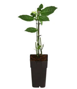 Passionsfrucht -Elho Aussenbereich Geschaft 7641327 WE FS 004 MaracujaExoten