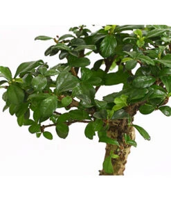 Bonsai Fukientee - Carmona Microphylla, Kugelförmig, 6 Jahre -Elho Aussenbereich Geschaft 7977036 WE DE 001 BonsaiFukienteeCarmonaMicrophylla6JahreKugelformDehnerExpressHerzig