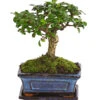 Bonsai Fukientee - Carmona Microphylla, Kugelförmig, 6 Jahre -Elho Aussenbereich Geschaft 7977036 WE FS 001 BonsaiFukienteeCarmonaMicrophylla6JahreKugelformDehnerExpressHerzig