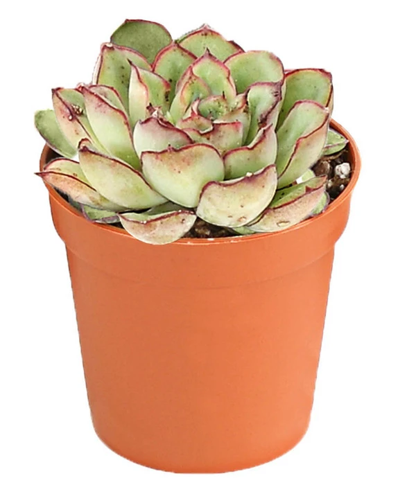 Echeverien-Set - Echeveria, Verschiedene Sorten 8 Echeverien-Set - Echeveria, Verschiedene Sorten – Bild 6