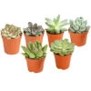 Echeverien-Set - Echeveria, Verschiedene Sorten 2 Echeverien-Set - Echeveria, Verschiedene Sorten -Elho Aussenbereich Geschaft 7978117 PR FS Mix EcheverieSukkulenten6erSetT6DehnerExpressHerzig